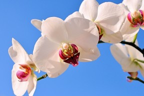 世界短跑线上对抗赛季终技术复盘视频集上线，世界短跑锦标赛的视频